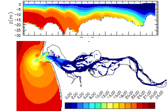 cormorant diving